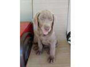 Labrador Retriever Puppy for sale in Modesto, CA, USA