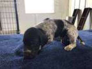 German Shorthaired Pointer Puppy for sale in Delhi, IA, USA