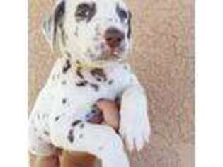 Dalmatian Puppy for sale in Atwater, CA, USA
