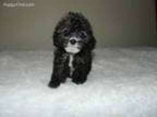 Cavapoo Puppy for sale in Moultrie, GA, USA