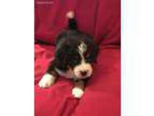Bernese Mountain Dog Puppy for sale in Aiken, SC, USA