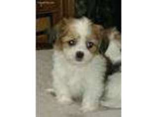 Mal-Shi Puppy for sale in Lower Salem, OH, USA
