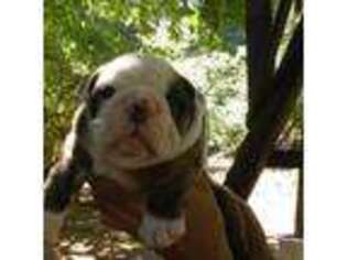 Bulldog Puppy for sale in Monmouth, OR, USA