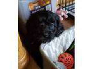 Cavapoo Puppy for sale in Galion, OH, USA