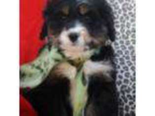 Mutt Puppy for sale in Greenbrier, AR, USA