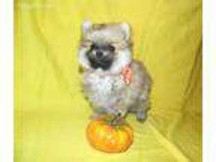 Pomeranian Puppy for sale in Gainesville, MO, USA