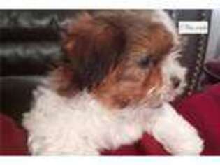 Shorkie Tzu Puppy for sale in Kirksville, MO, USA