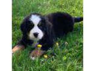 Bernese Mountain Dog Puppy for sale in Detroit Lakes, MN, USA