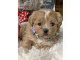 Shih-Poo Puppy for sale in Greenville, MO, USA