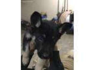 German Shepherd Dog Puppy for sale in Horn Lake, MS, USA