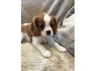 Cavalier King Charles Spaniel Puppy for sale in Chino Valley, AZ, USA