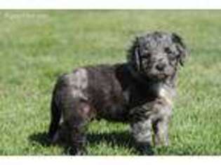Labradoodle Puppy for sale in Fountain City, IN, USA