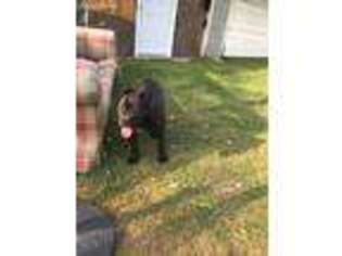 Olde English Bulldogge Puppy for sale in Opelika, AL, USA