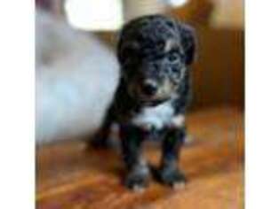 Scottish Terrier Puppy for sale in Fort Wayne, IN, USA