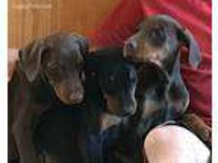 Doberman Pinscher Puppy for sale in Independence, IA, USA