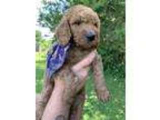 Goldendoodle Puppy for sale in Osage, IA, USA