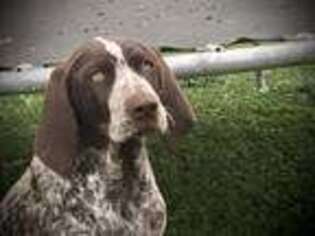 German Wirehaired Pointer Puppy for sale in Portland, OR, USA