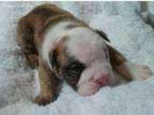 Bulldog Puppy for sale in Akron, OH, USA