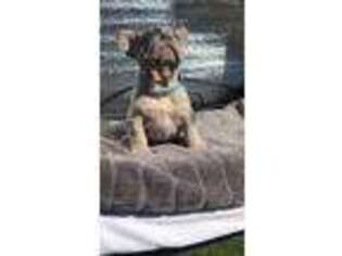 French Bulldog Puppy for sale in Oak Park, IL, USA