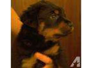Rottweiler Puppy for sale in ALVIN, TX, USA