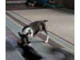 Boston Terrier Puppy for sale in Menomonie, WI, USA