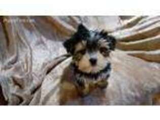 Yorkshire Terrier Puppy for sale in Gaffney, SC, USA