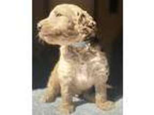 Goldendoodle Puppy for sale in Durango, CO, USA