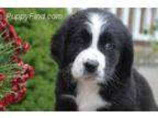 Medium Photo #1 Bernese Mountain Dog Puppy For Sale in Fort Collins, CO, USA
