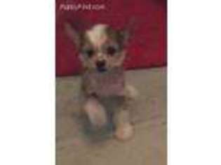 Chinese Crested Puppy for sale in Austin, TX, USA