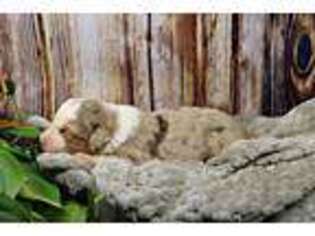 Mutt Puppy for sale in Bremen, GA, USA