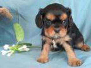 Cavalier King Charles Spaniel Puppy for sale in Stevens, PA, USA