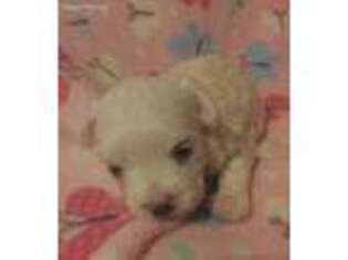 Maltese Puppy for sale in Lenoir, NC, USA