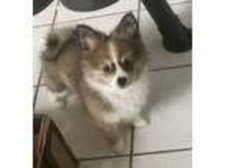 Pomeranian Puppy for sale in Altamonte Springs, FL, USA