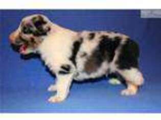 Australian Shepherd Puppy for sale in Amarillo, TX, USA