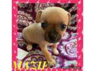 Chihuahua Puppy for sale in Lutts, TN, USA