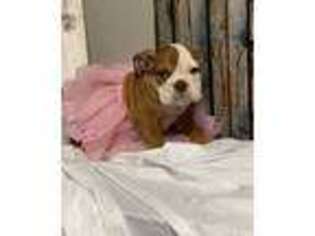 Bulldog Puppy for sale in Muldrow, OK, USA