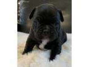 French Bulldog Puppy for sale in Warrenton, OR, USA