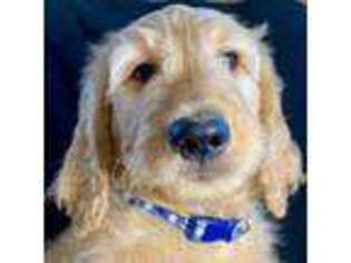 Goldendoodle Puppy for sale in Cotter, AR, USA