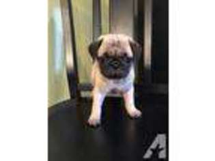 Pug Puppy for sale in WESTFIELD, IN, USA