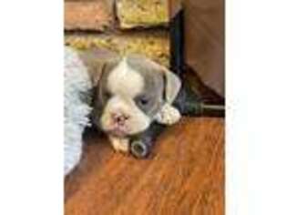 Olde English Bulldogge Puppy for sale in Safford, AZ, USA