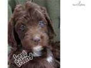 Labradoodle Puppy for sale in Dayton, OH, USA