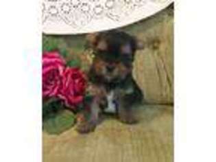 Yorkshire Terrier Puppy for sale in Thrall, TX, USA