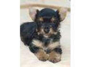 Yorkshire Terrier Puppy for sale in Moscow, OH, USA