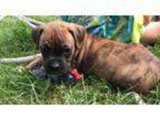 Boxer Puppy for sale in Unionville, CT, USA