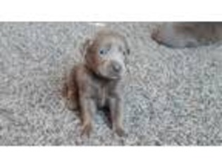 Labrador Retriever Puppy for sale in Ogden, UT, USA