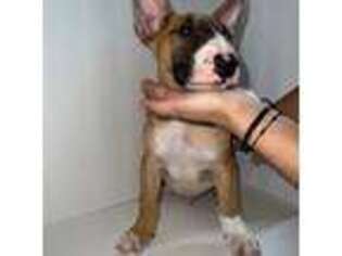 Bull Terrier Puppy for sale in Dallas, TX, USA