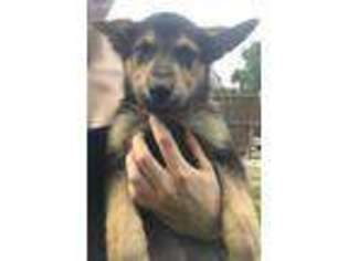 German Shepherd Dog Puppy for sale in New Castle, DE, USA