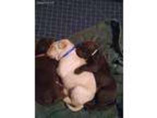 Labrador Retriever Puppy for sale in Stoughton, MA, USA