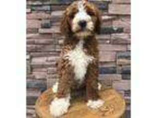 Goldendoodle Puppy for sale in Brainerd, MN, USA