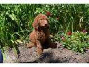 Goldendoodle Puppy for sale in Elroy, WI, USA